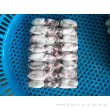 Most fresh caught Loligo Chinesis baby squid